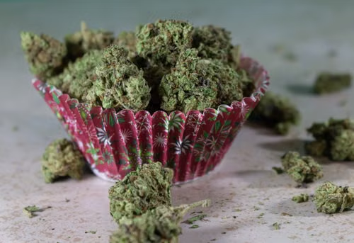 Close-up of a dense green hemp flower bud in a pink container.