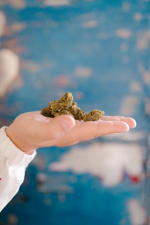 Dense green hemp flower bud in a person’s hand.