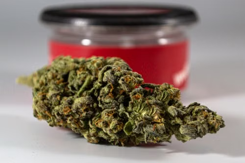 Close-up of a dense green hemp flower bud.